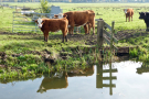the marshes of botshol 2018 - cows