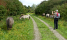 konik-horses-in-the-horsterwold-01