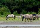 konik-horses-in-the-horsterwold-02