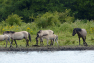 konik-horses-in-the-horsterwold-03
