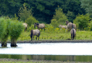 konik-horses-in-the-horsterwold-04