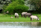 konik-horses-in-the-horsterwold-05