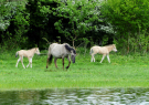 konik-horses-in-the-horsterwold-06