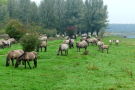 konik-horses-in-the-horsterwold-07