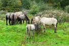konik-horses-in-the-horsterwold-08