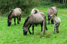 konik-horses-in-the-horsterwold-09