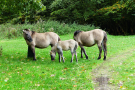 konik-horses-in-the-horsterwold-10