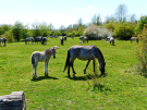 konik-horses-in-the-horsterwold-11