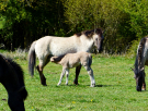 konik-horses-in-the-horsterwold-12