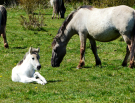 konik-horses-in-the-horsterwold-13