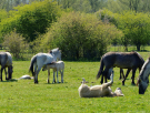 konik-horses-in-the-horsterwold-14
