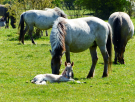 konik-horses-in-the-horsterwold-15