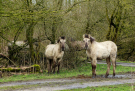 konik-horses-in-the-horsterwold-16