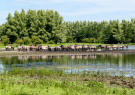 konik-horses-in-the-horsterwold-17