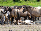 konik-horses-in-the-horsterwold-18