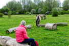 konik-horses-in-the-horsterwold-19