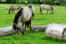 konik-horses-in-the-horsterwold-20