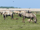 the dutch serengetti (oostvaardersplassen) - konik horses with a fox