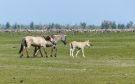 the dutch serengetti (oostvaardersplassen) - konik horses