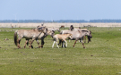 the dutch serengetti (oostvaardersplassen) - konik horses