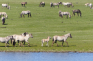 the dutch serengetti (oostvaardersplassen) - konik horses
