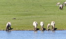 the dutch serengetti (oostvaardersplassen) - konik horses drinking