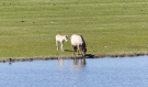 the dutch serengetti (oostvaardersplassen) - konik horses drinking