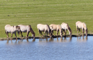 the dutch serengetti (oostvaardersplassen) - konik horses drinking