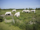france 2022 favières - house la lumière - our cows