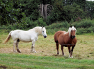 la ferrière aux etangs - le circuit du fer - les fours de calcination de la haie - horses