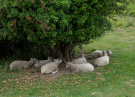 le-sentier-du-bac-montreuil-sur-mer-2 resting sheep