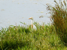 france 2022 - circuit of the Avocet - wetlands la bassee - cattle egret 2