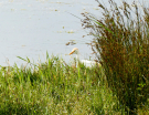 france 2022 - circuit of the Avocet - wetlands la bassee - cattle egret 1