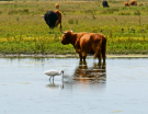 france 2022 - circuit of the Avocet - wetlands la bassee - highlander and spoon bill