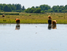 france 2022 - circuit of the Avocet - wetlands la bassee - highlanders 1