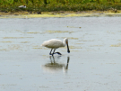 france 2022 - circuit of the Avocet - wetlands la bassee - spoon bill