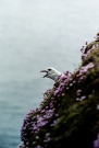 shetland 1989 mainland sumburgh defensive seagull