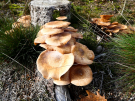 mushrooms / toadstools on the Den Treek estate - melkzwam