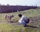 shetland 1989 - arie with calf near hoswick