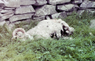 noss-a harsh life