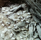 noss-head-gannets-1