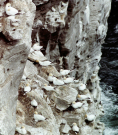 noss-head-gannets-2