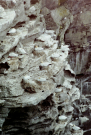 noss-head-gannets-3