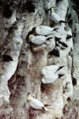 noss-head-gannets-4