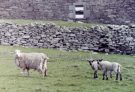 noss-sheepish-inhabitants