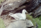 noss-skua