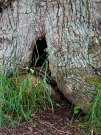 old-oak-tree-la-lambonnierre-10-goblins-house