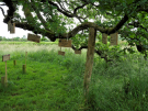old-oak-tree-la-lambonnierre-12-victim-of-a-school-project