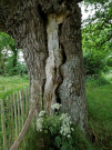 old-oak-tree-la-lambonnierre-15-a-neighbour