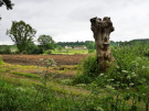 old-oak-tree-la-lambonnierre-16-nice-views-in-the-backyard